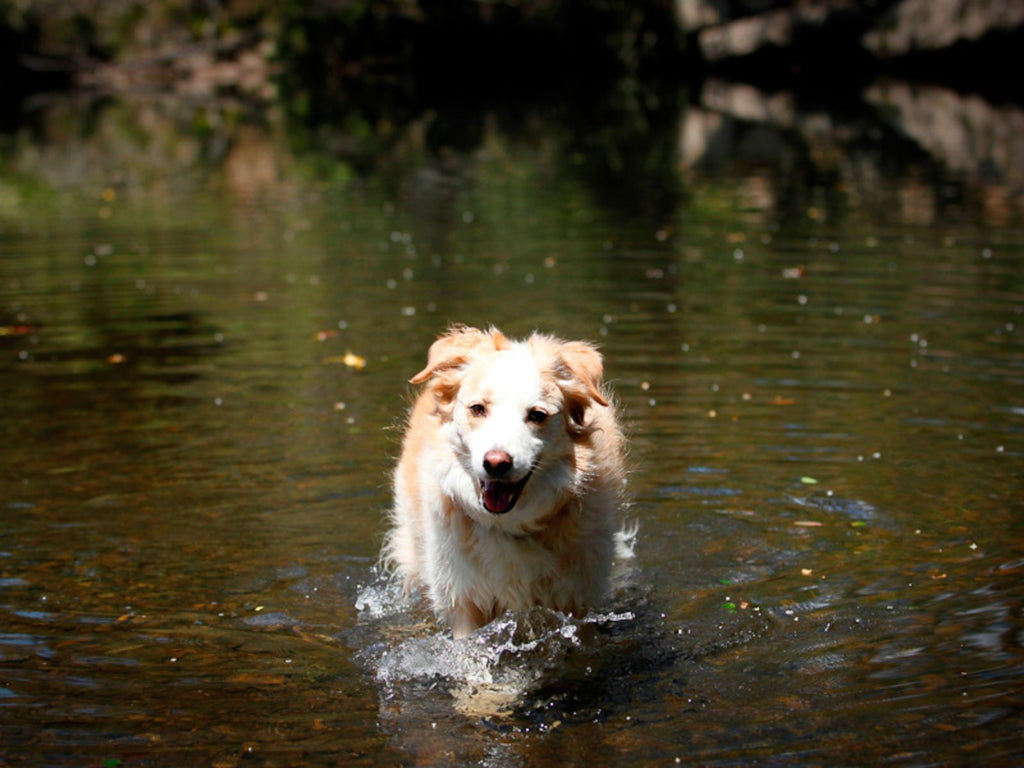 Dog playing in water