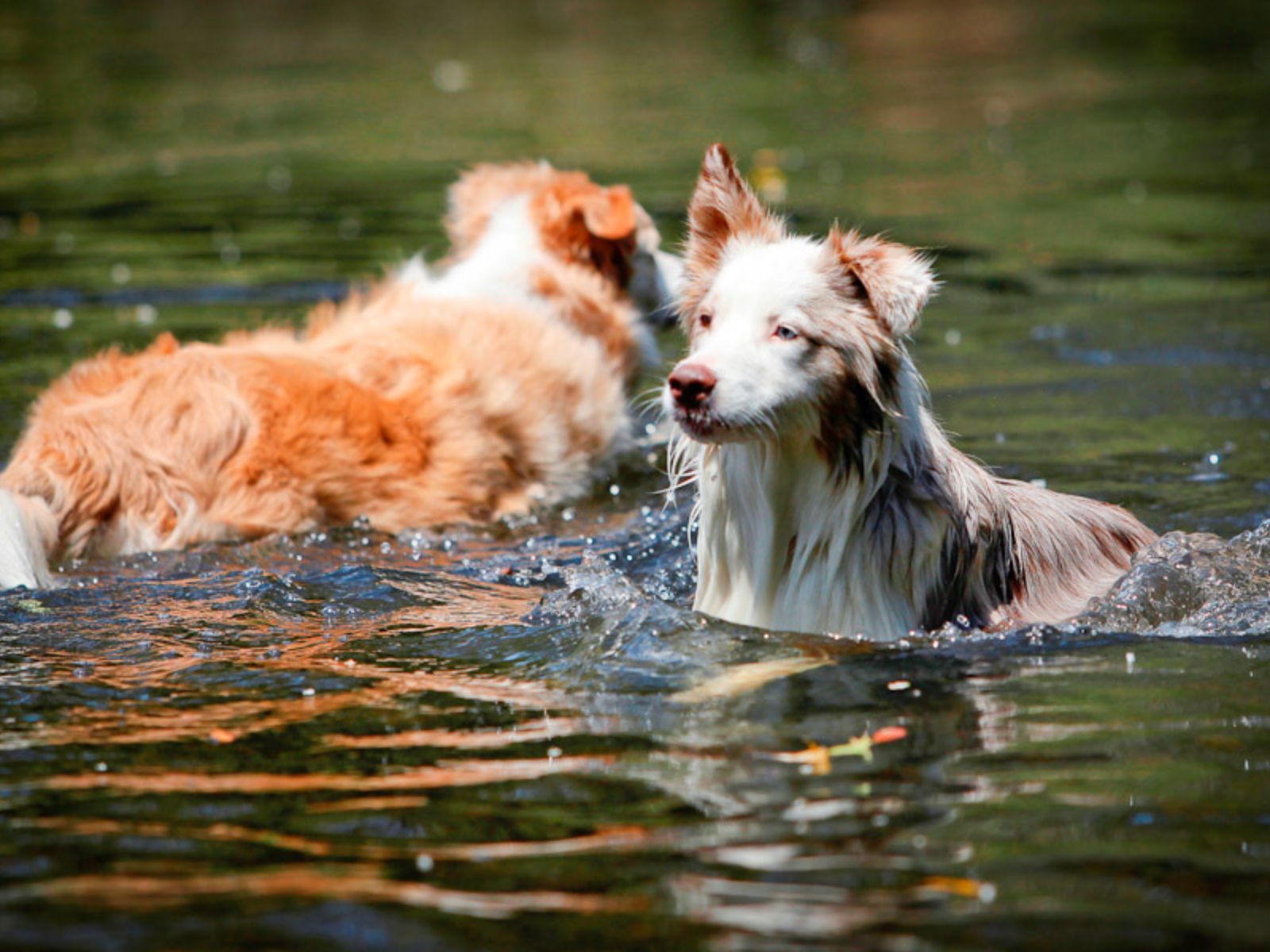 Pet Friendly Accommodation Barrington Tops Riverwood Downs