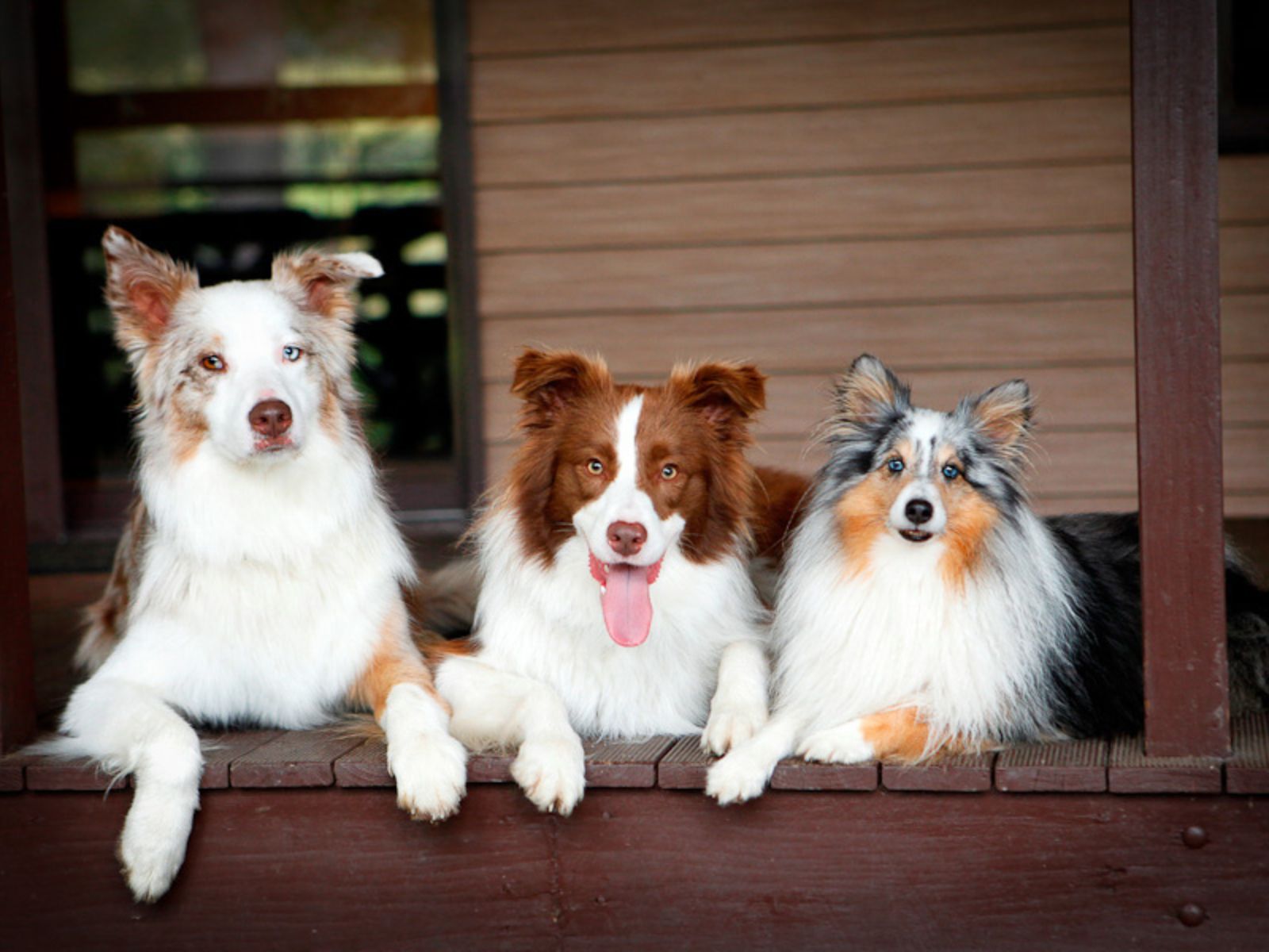 Ashwyn Shelties Valley View Shelties Pet Friendly Accommodation